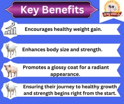 PASHU SVASTH PIG & GOAT GROWTH POWDER, Boost Growth, Weight Gain And Immunity Natural Herbs For Animal 2