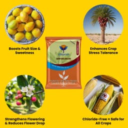 Utkarsh SOP (00:00:50 + 17.5 S) (Potassium Sulphate) K2SO4 (100% Water Soluble Fertilizer) Foliar Spray Nutrition 3