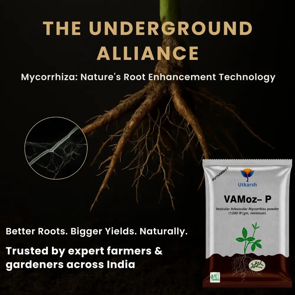 Utkarsh VAMoz-P (Mycorrhiza with 100 IP Per Gm) Vesicular Arbuscular Mycorrhizal, Bio Fertilizer - Image 2