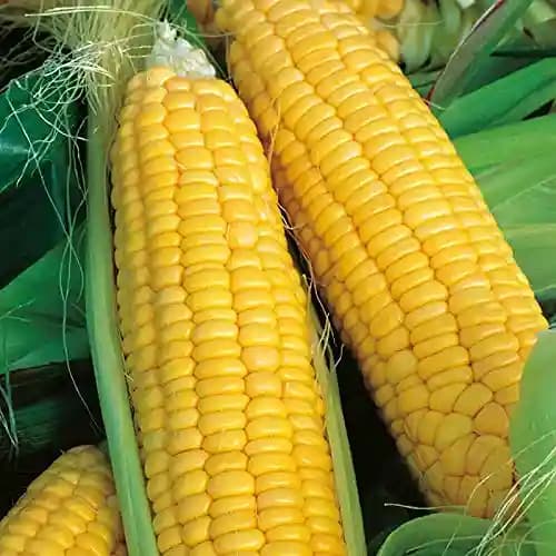 Sweet Corn Sweet 80 - Shine Brand Seeds, Makka Ke Beej, Field Crops, Excellent Germination Quality - Image 4