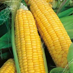 Sweet Corn Sweet 80 - Shine Brand Seeds, Makka Ke Beej, Field Crops, Excellent Germination Quality 4