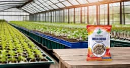 SRI SAI FORESTRY - Melia Dubia Seeds, Malabar Neem Seeds, Fast Growing Tree 6