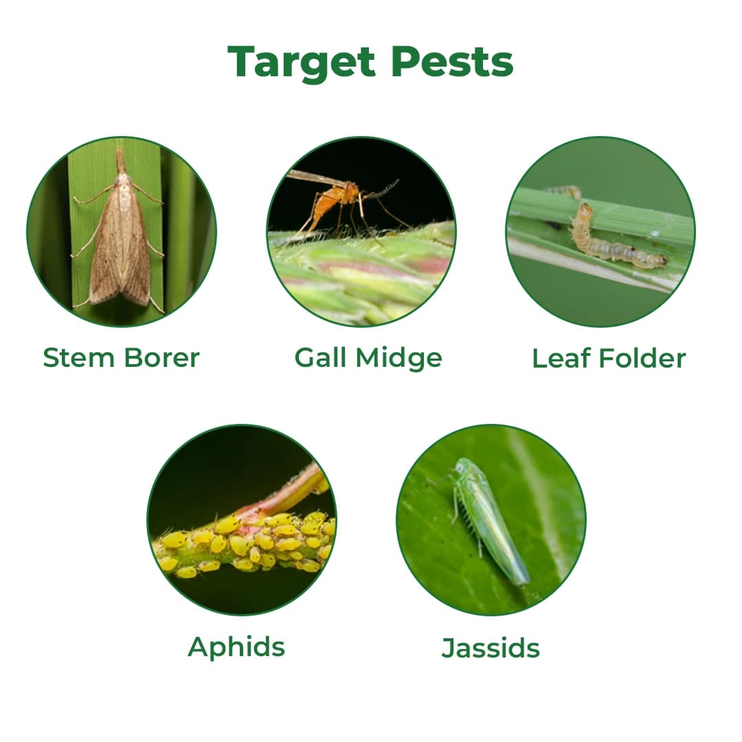 Hifield Ag Emaxa Plus Emamectin Benzoate 3% + Thiamethoxam 12% WG Insecticide, For Control of Mosquito Bug, Tea Looper and Stem Borer - Image 3