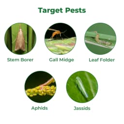 Hifield Ag Emaxa Plus Emamectin Benzoate 3% + Thiamethoxam 12% WG Insecticide, For Control of Mosquito Bug, Tea Looper and Stem Borer 3