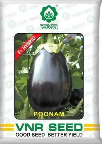 VNR Poonam F1 Hybrid Brinjal Seeds, Bengan Ke Beej, Black Purple Oval Fruits
