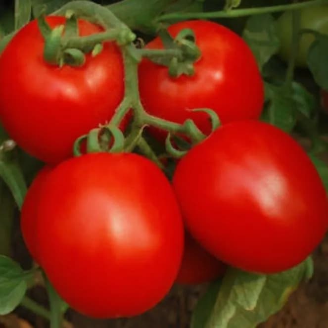 Jivit F1 Hybrid JS Ravi Tomato Seeds, Flattened Round Medium Sized Shape - Image 2