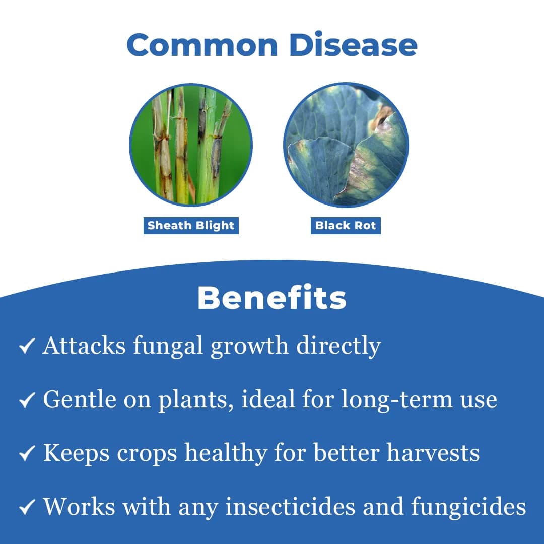 वैलिप्रो - वैलिडामाइसिन 3% एल तरल फफूँदनाशक, सभी फसलों के लिए सर्वोत्तम, चावल के म्यान ब्लाइट रोग को बहुत प्रभावी ढंग से नियंत्रित करता है. - Image 3