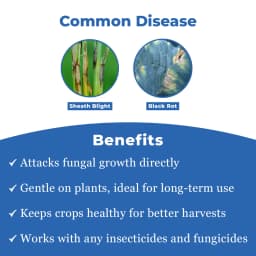 वैलिप्रो - वैलिडामाइसिन 3% एल तरल फफूँदनाशक, सभी फसलों के लिए सर्वोत्तम, चावल के म्यान ब्लाइट रोग को बहुत प्रभावी ढंग से नियंत्रित करता है. 3