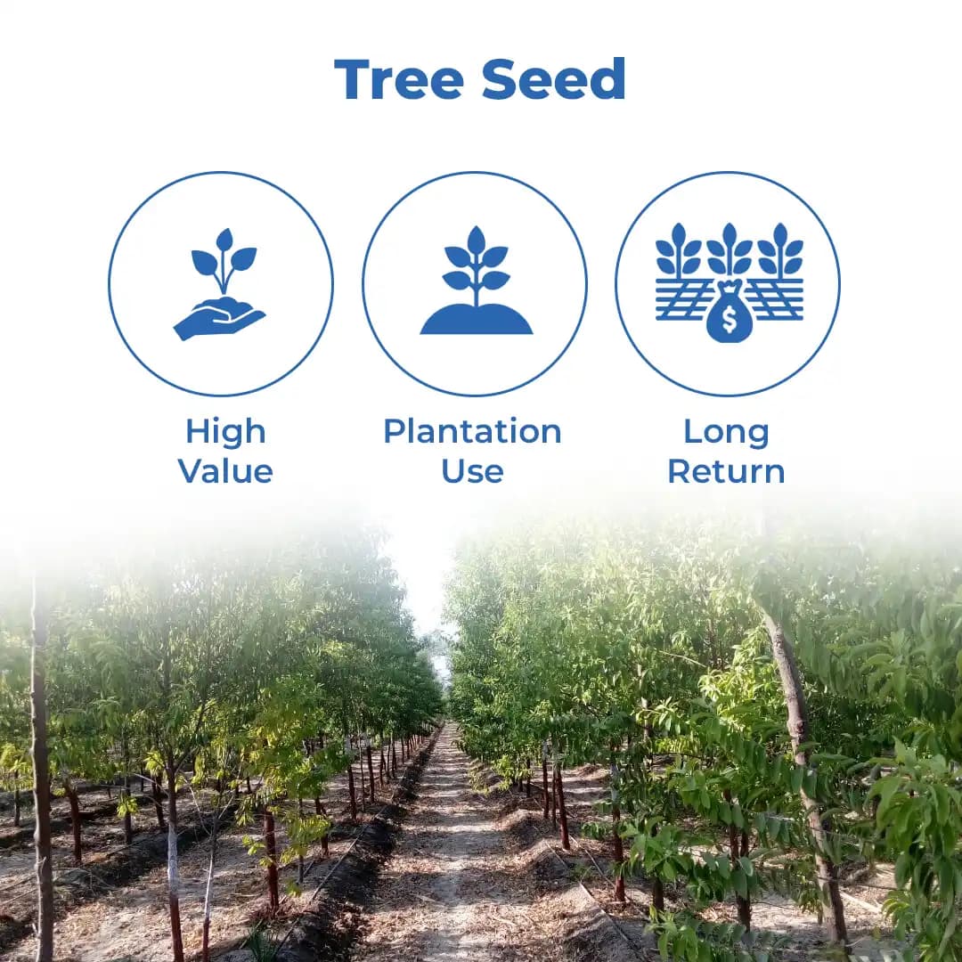 Sri Sai Forestry Safed Chandan Plant Tree Seeds, White Sandalwood Tree Seeds - Image 3