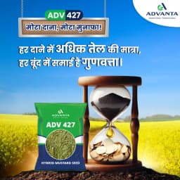 Advanta ADV 427 F1 Hybrid Mustard Seeds, Good Oil Percentage 3