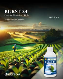 Exylon Burst 24 Paraquat Dichloride 24% SL Herbicide, Non-Selective, Fast Weed Control In Crops 2