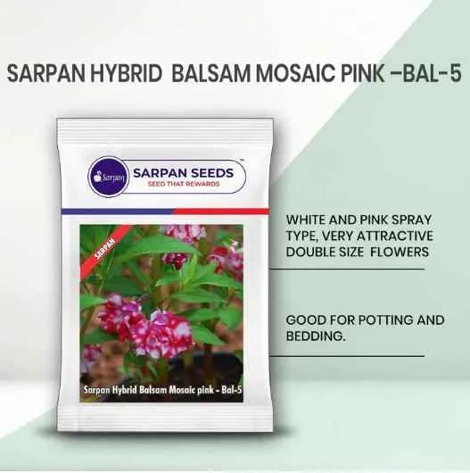 Sarpan Balsam-5, White and Pink Spray Type, Double Size Flower, Good for Potting and Bedding - Image 1