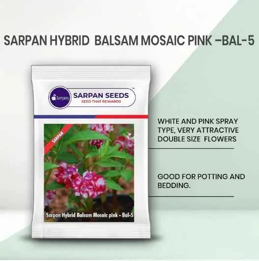 Sarpan Balsam-5, White and Pink Spray Type, Double Size Flower, Good for Potting and Bedding