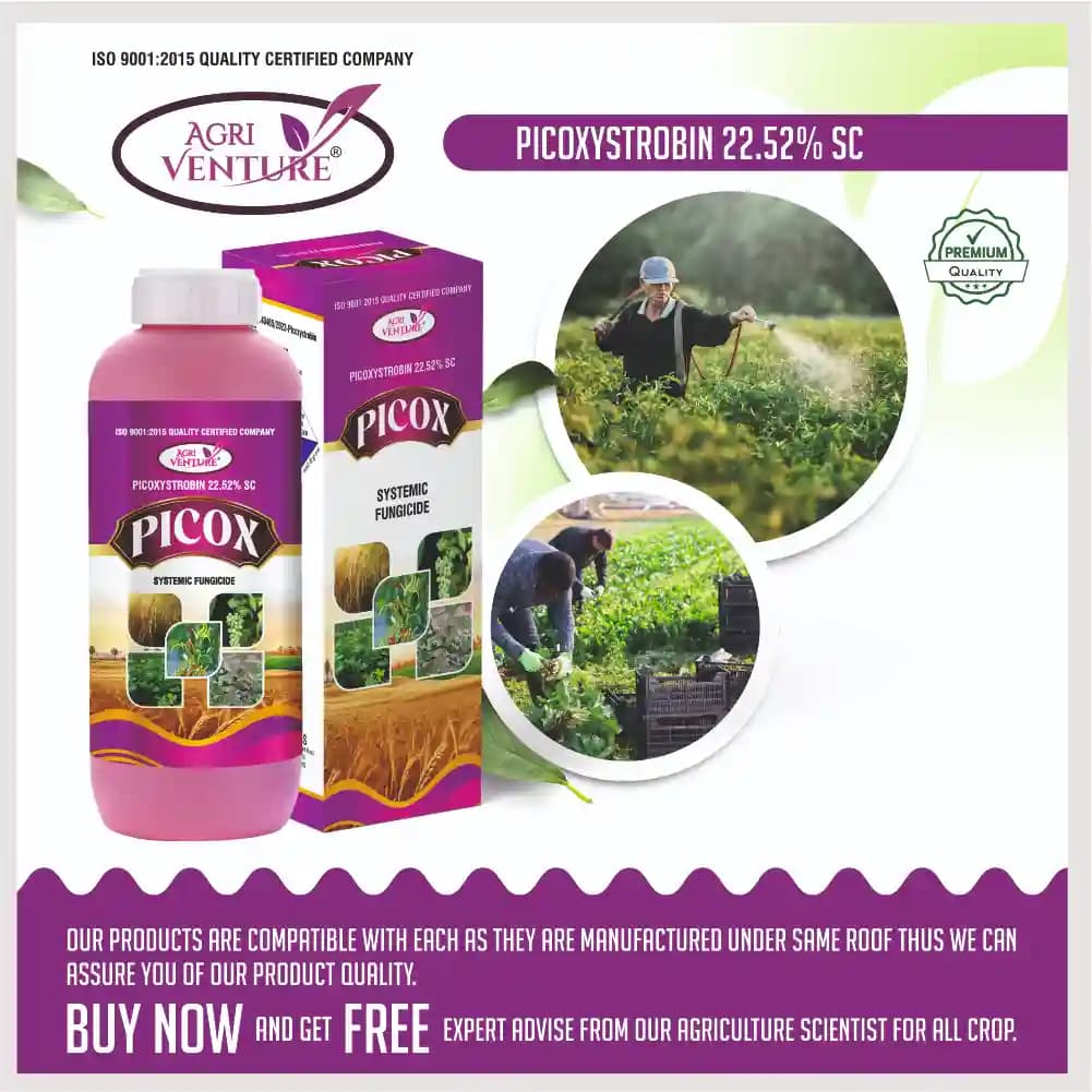 Agriventure PICOX Picoxystrobin 22.52% SC Fungicide, Control Major Fungal Diseases In Crops - Image 5