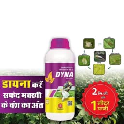 Mikado Dyna Pyriproxyfen 5% + Diafenthiuron 25% SE Insecticide, Effective Control of Whitefly, Thrips, Jassid, and Aphid In Cotton Crops 2