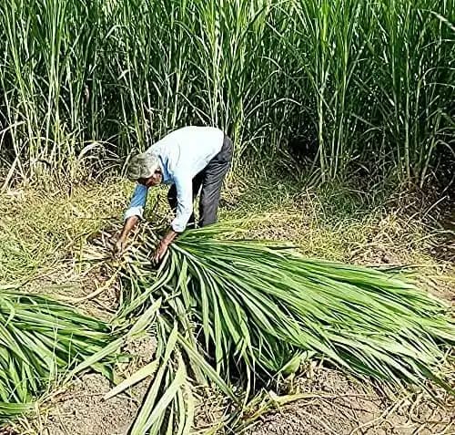 Sri Sai Forestry CSV-33 MF Anant Fodder Grass Seeds, High Yield Multi Cut Grass Seed - Image 6