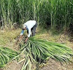 Sri Sai Forestry CSV-33 MF Anant Fodder Grass Seeds, High Yield Multi Cut Grass Seed 6