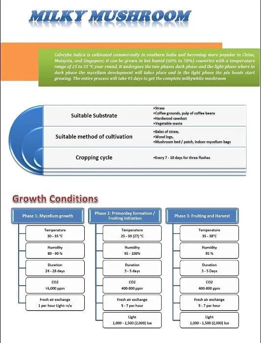 SporeKart Premium Spawn Granules, Milky Mushroom Seeds, 100% Clean, Concentrated, Active Mycelium Granules - Image 3