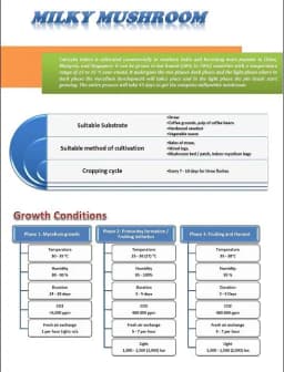 Shroomness Premium Spawn Granules, Milky Mushroom Seeds, 100% Clean, Concentrated, Active Mycelium Granules 2