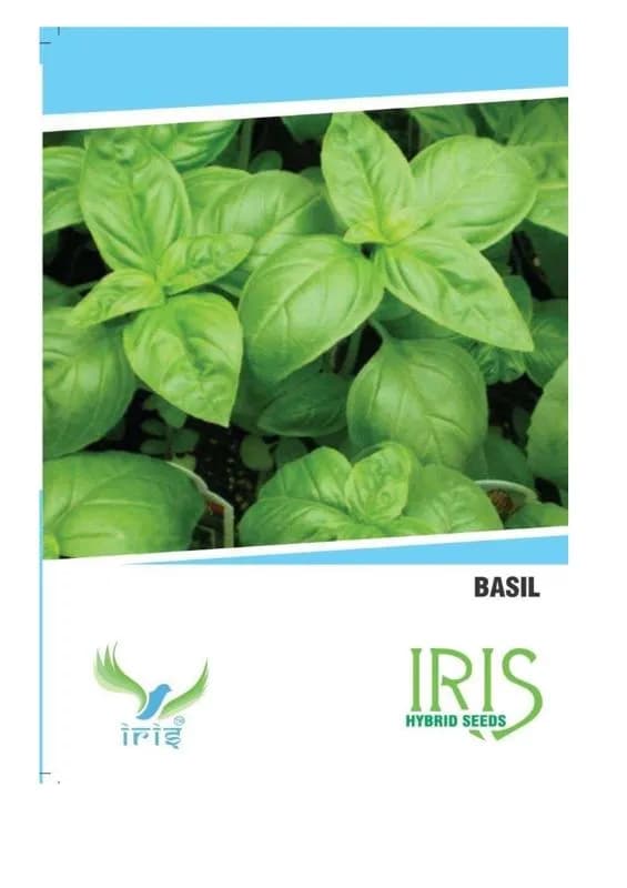 Iris Hybrid Herb Seeds Basil (70 Seeds), Tulsi Ke Beej, Perfect For All Seasons.