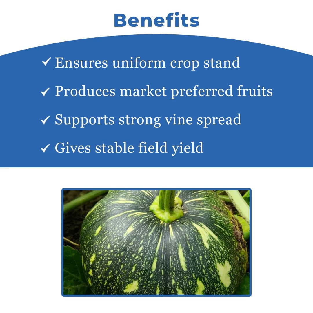Sagar Karna F1 Hybrid Pumpkin Seeds, Attractive Green Color Fruits, High Yielding Variety - Image 4