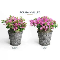 Flower Bloom Organic Flower Booster That Provides All Essential Multi Micro Nutrients And Minerals To All The Flowering Plants 4