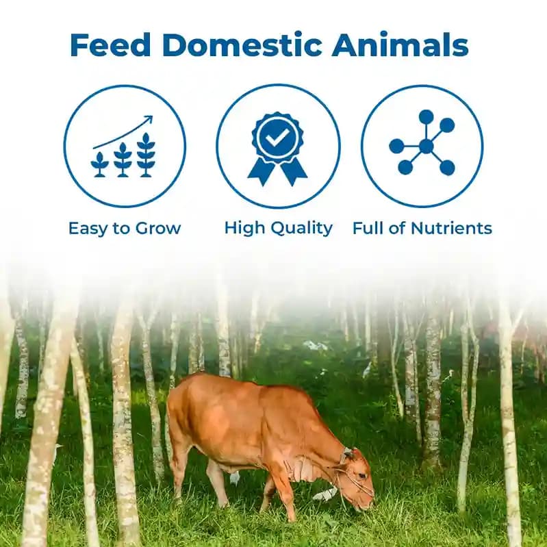 SRI SAI FORESTRY Super Napier Grass Seeds for Cattle, Multi Cut Grass Seed for Animal Fodder - Image 3