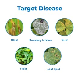 BACF CARMAN - Carbendazim 12% + Mancozeb 63% WP Fungicide , Contact and systematic, Best For Blast, Leaf Spot And Tikka. 3