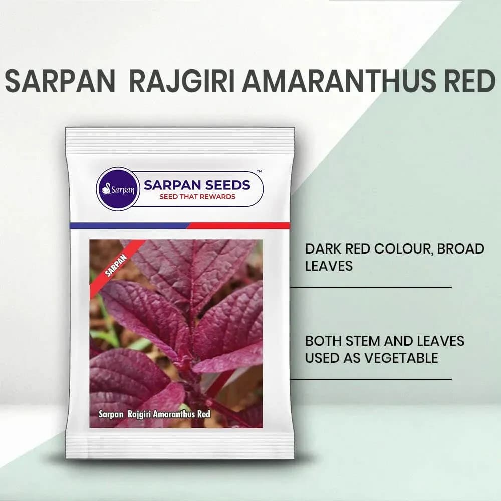 Sarpan Seeds Sarpan Rajgiri Amaranthus Red, Dark Red Color, Broad Leaves - Image 2