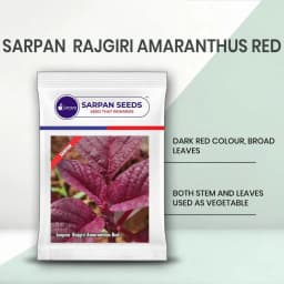 Sarpan Seeds Sarpan Rajgiri Amaranthus Red, Dark Red Color, Broad Leaves 2