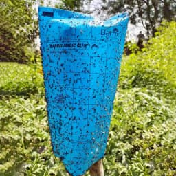 Barrix Magic Glue Insect Trap Bag, Insect Monitoring Purpose, Smart And Sustainable Pest Control (With 30 Yellow Sheet & 10 Blue Sheet + 300ml Glue) 3