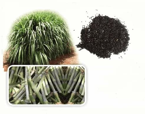 Pioneer Super Napier Grass Seed, mainly used for animal feeding (Cow, buffalo, Goat & Sheep)