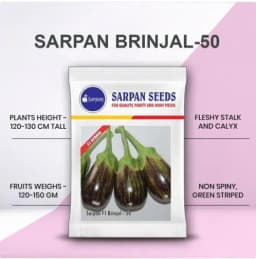Sarpan F1 Brinjal-50 Hybrid Seeds, For all Season, Green Purple Strips In Color 1