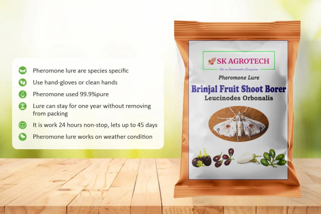 SK Agrotech Leucinodes Orbonalis (Brinjal Fruit and Shoot Borer) Pheromone Trap With Lure - Effective Pest Management Solution - Image 11