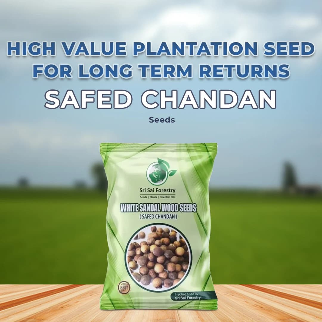 Sri Sai Forestry Safed Chandan Plant Tree Seeds, White Sandalwood Tree Seeds - Image 2