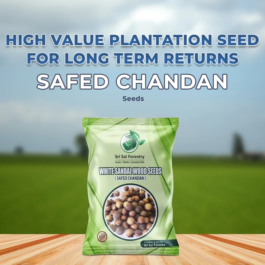 Sri Sai Forestry White Sandalwood Seeds - Safed Chandan