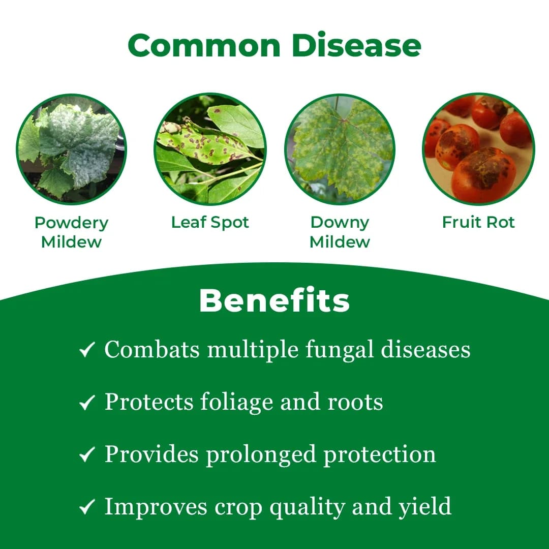 EBS Custom - Azoxystrobin 11% + Tebuconazole 18.3% Sc Fungicide, Control On Multiple Stages Of Fungal Infection - Image 3