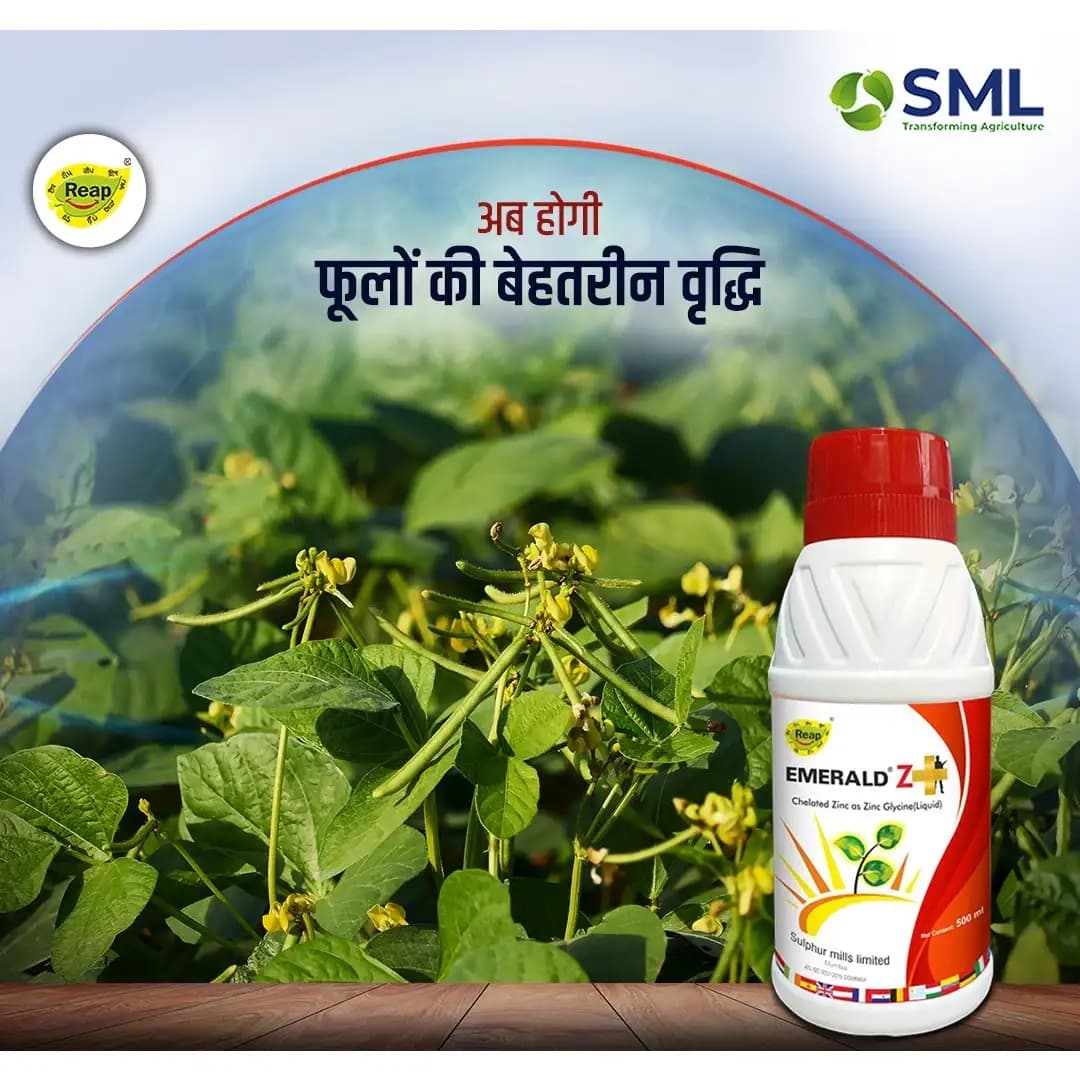 SML Emerald Z Plus Zinc Glycine Chelated Fertilizer, Enhanced Plant Growth And Yield - Image 4