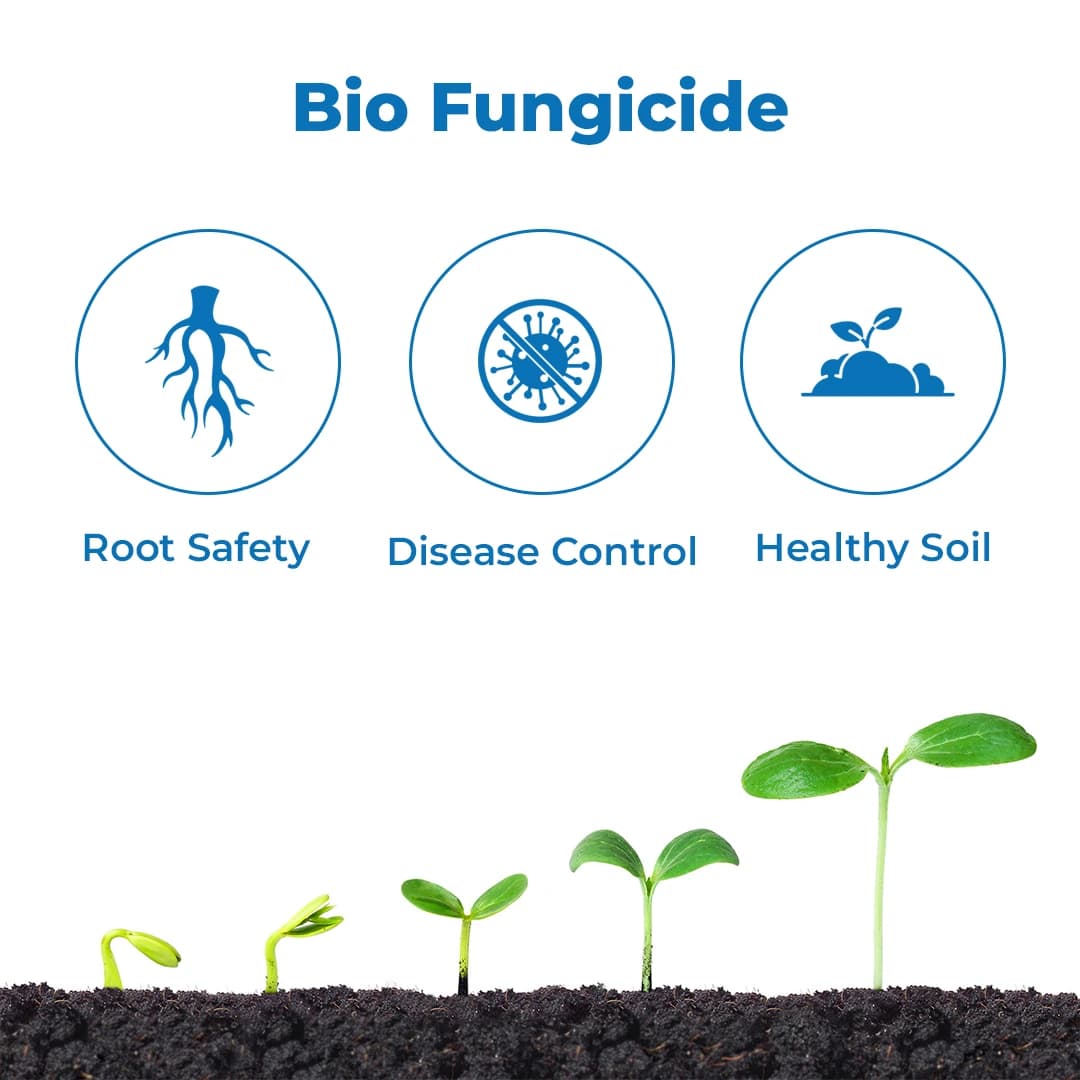 ईबीएस ट्राइकोडर्मा हरजियानम जैव फफूंदनाशक, जैविक उर्वरक के रूप में उपयोग किया जाता है - Image 3