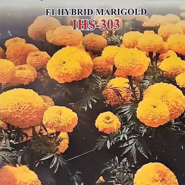 Iris IHS-303 F1 Hybrid Yellow Marigold Seeds, Ball-Shaped, Yellow Flower And High Yield Variety - Image 2