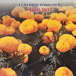 Iris IHS-303 F1 Hybrid Yellow Marigold Seeds, Ball-Shaped, Yellow Flower And High Yield Variety 2