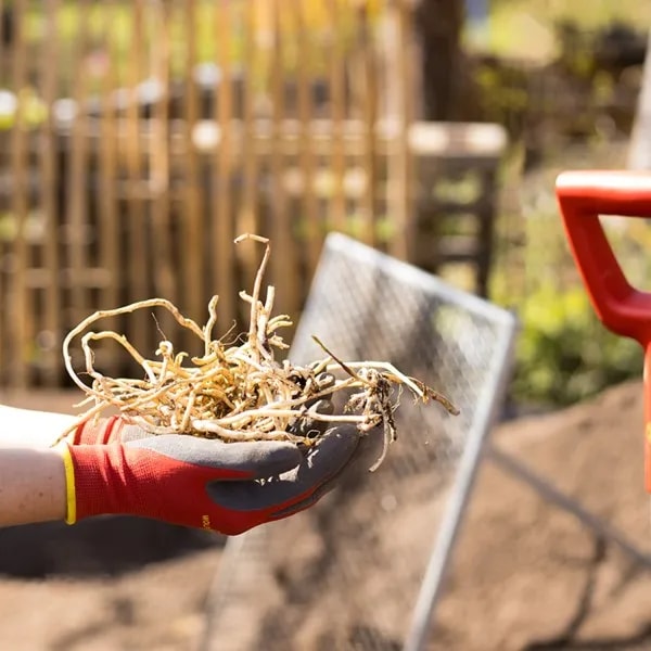 Wolf Garten Bed Gloves (GH-Bo 7), Garden Gloves Use For Gardening, Farming And Agriculture