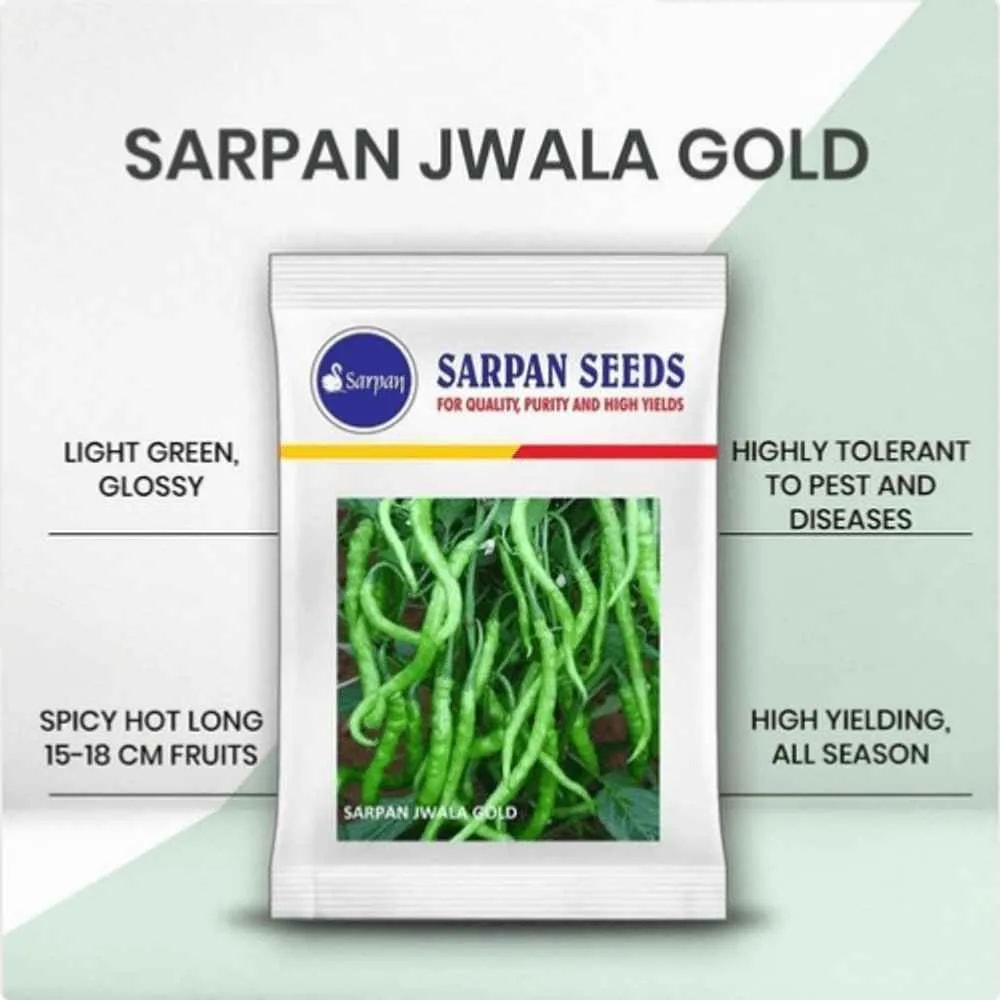Sarpan Jwala Gold Chilli Seeds, Mirchi Seeds, Best For All India Region With Best Germination