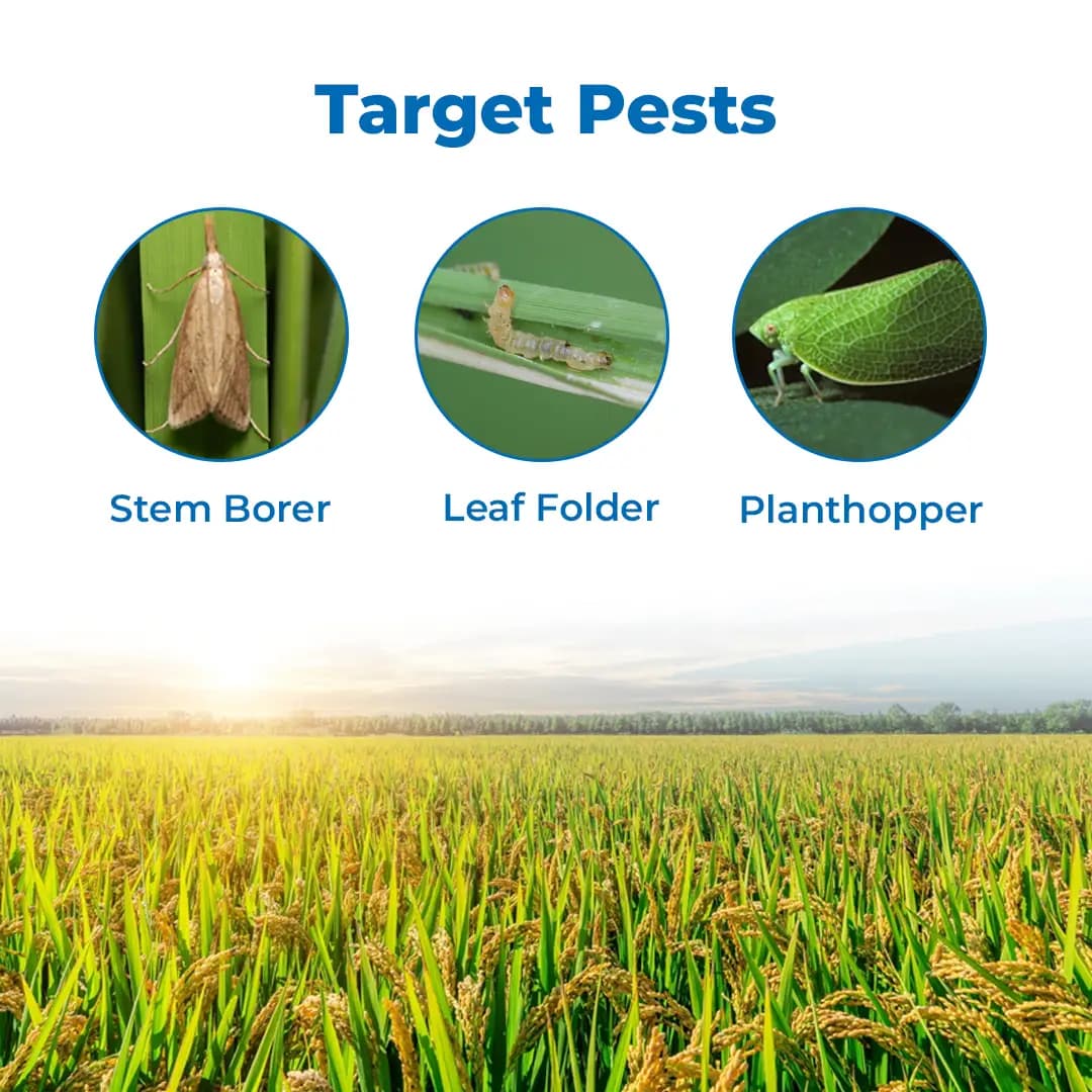 Katyayani Chloro GR Chlorpyriphos 10% GR Insecticide, For Effective Control of Soil-Borne Insects In Various Crops - Image 3