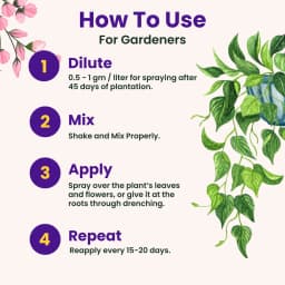 उत्कर्ष कैलोंग (कैल्शियम-Ca 9%, EDTA चेलेटेड उर्वरक) 100% पानी में घुलनशील पत्तियों पर छिड़काव करें। 6