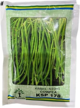 Kalash Kashi Nidhi KSP 178 Cowpea Seeds, Bushy Plant With Dark Green Color 2