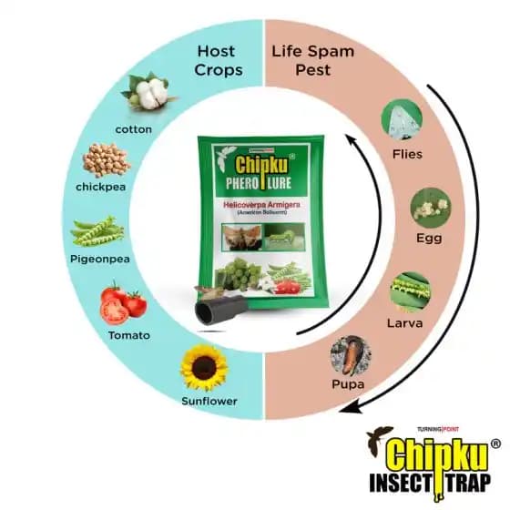 Chipku Pheromone Trap Funnel With Helicoverpa Armigera Lure To Catch Insect Moth of Green Leaf Eating Caterpillar. Useful in Cotton, Tomato & Others - Image 5