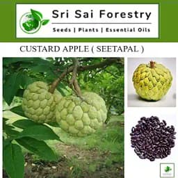 SRI SAI FORESTRY Custard Apple Seeds, Sitafal Ke Beej, Sugar Apple Seeds, Sweetsop Seeds, Annona squamosa Fruit Tree Seeds 3