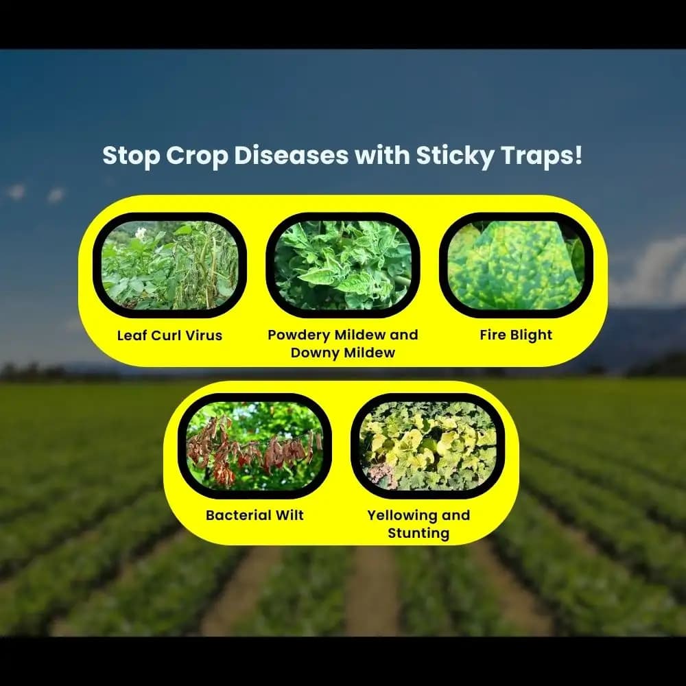 चिपकू येलो स्टिकी ट्रैप, सफ़ेद मक्खी, थ्रिप्स, लीफ माइनर, माहूँ, जैसिड्स, गैर-विषाक्त, जलरोधक और लंबे समय तक चलने वाला। - Image 10