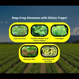 Chipku A5 Yellow & Blue Sticky Trap For Insects, For Garden & Agriculture To Control Whiteflies, Aphids, Thrips, Jassids 10